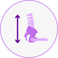 Supports proper pelvic alignment.